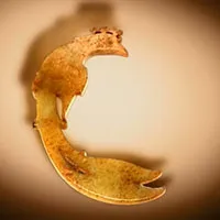 Phượng hoàng ngọc bích trong mộ vương hậu nhà Thương
