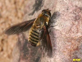Ong có thể dò tìm bom