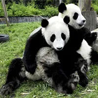 Tại sao gấu trúc thích nghe tình ca khi làm "chuyện ấy"?