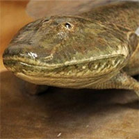 Loài cá cổ đại Tiktaalik roseae đã đi bộ trên mặt đất như thế nào?