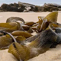 Australia nóng kỷ lục, biển thành "nồi lẩu" nấu chín nhiều sinh vật