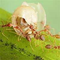 Vì sao những con kiến đi giật lùi về tổ, chúng đã làm điều đó bằng cách nào?