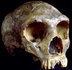 Tông tích tổ tiên