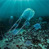 Hawaii đóng cửa bãi biển vì sứa độc xâm nhập ồ ạt