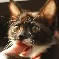 Mèo nhà gặm xác người: Tưởng là chuyện kinh dị nhưng có thật!