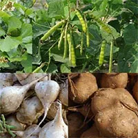 Vì sao ăn hạt củ đậu có thể tử vong?