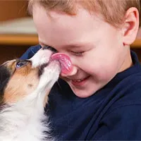 Vì sao chó thích liếm mặt chủ?