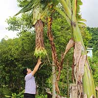 Loài chuối lạ giữa rừng Xuân Sơn vẫn cô đơn 1 mình, đẻ xong tự chết