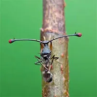 Ruồi cuống mắt: Loài vật sở hữu đôi mắt lồi bất thường nhất trong tự nhiên