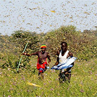 Dịch châu chấu lan tới Nam Sudan