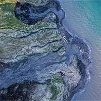 Giới khoa học lo ngại vì cỏ dại ngày càng nhiều ở Bắc Cực