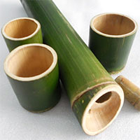 Tại sao có một số cây lại rỗng thân?
