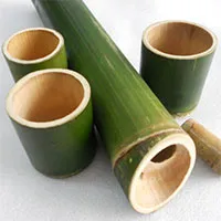 Tại sao có một số cây lại rỗng thân?