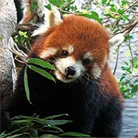 Phát hiện gấu trúc đỏ không chỉ có một loài duy nhất