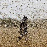 Chưa hết virus corona, Trung Quốc đã phải đối mặt với "đại dịch" châu chấu