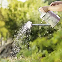 Tại sao không nên tưới cây vào giữa trưa hè?