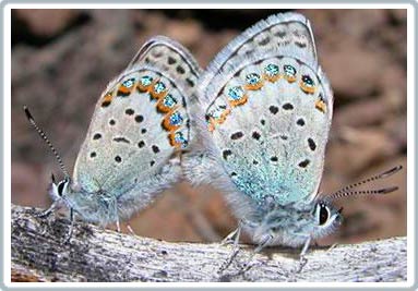 Hai loài bướm biến thành một