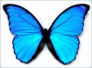 Học cách chế tạo màn hình phẳng từ bướm