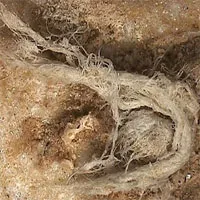 Bằng chứng sốc về những "siêu nhân" thông minh hơn loài người hiện đại