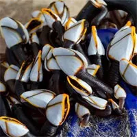 Ốc cổ ngỗng - Hải sản giá "cắt cổ" chỉ dành cho người giàu