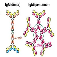 Kháng thể là gì? Vai trò và sự hình thành kháng thể