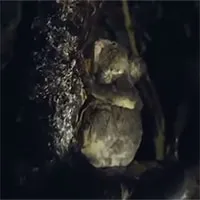 Phát hiện bất ngờ loài koala uống nước từ cây