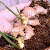 Những chất độc từ thức ăn thực vật