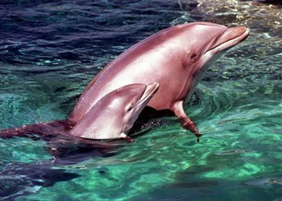 2007 sẽ là Năm của Cá heo