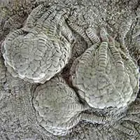 Sinh vật 80 triệu tuổi như "ngoài hành tinh" hiện diện khắp Trái đất