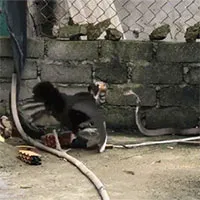 Gà mẹ tung "liên hoàn cước" tát thẳng mặt rắn hổ mang để bảo vệ đàn con