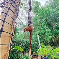 Trăn kim cương ăn sống nuốt tươi chồn túi possum cỡ khủng