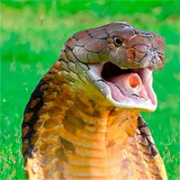 Hổ mang chúa tử chiến với Mamba đen cực độc: Kẻ sở hữu "nụ hôn thần chết" có thắng không?