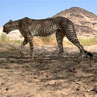 Báo săn Sahara lần đầu tiên được phát hiện trong một thập kỷ ở Algeria