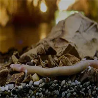 "Rồng con" lần đầu ra mắt công chúng