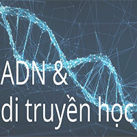 ADN và gene trong di truyền học