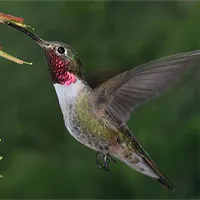 Chim ruồi có thể nhìn thấy màu sắc "vô hình"