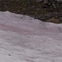 Hiện tượng kỳ lạ: Tuyết hồng bao phủ sông băng dãy Alps