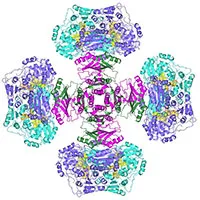 Bí ẩn enzyme nửa thế kỷ đã được giải quyết