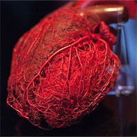 Lá gan 100 tuổi trong cơ thể cô gái ngoài đôi mươi và những bí ẩn về tuổi nội tạng