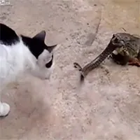Cậy có cóc "bảo kê", mèo khoang tát rắn độc nảy đom đóm mắt