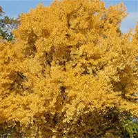 Cây cối có thể sống nghìn năm mà không chết?