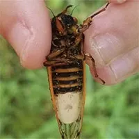 Phát hiện loại nấm kỳ quái biến ve sầu thành xác sống, thu hút những con ve sầu khác đến giao phối