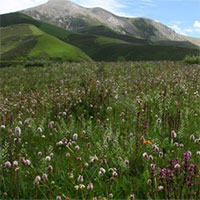 Tìm thấy nơi có nhiều loài hoa lâu đời nhất thế giới