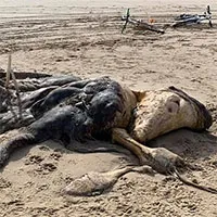 Bí ẩn xác "quái vật" dài 4,5m dạt vào bờ, dân mạng tranh luận kịch liệt về danh tính sinh vật vì mãi vẫn không nhìn ra nó là gì