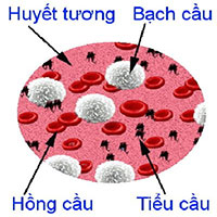 Huyết tương là gì? Chức năng của huyết tương