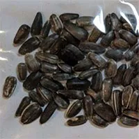 Hạt giống gửi từ Trung Quốc chứa cỏ dại độc hại và ấu trùng bọ