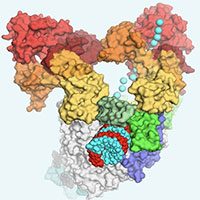 Hình ảnh chưa từng thấy về virus SARS-CoV-2