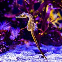 Bí mật về cách cá ngựa bố nuôi dưỡng các phôi thai