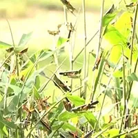 Bão "châu chấu" tàn phá cây trồng tại huyện vùng cao Thanh Hóa