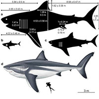 Quái vật Megalodon lớn cỡ nào?